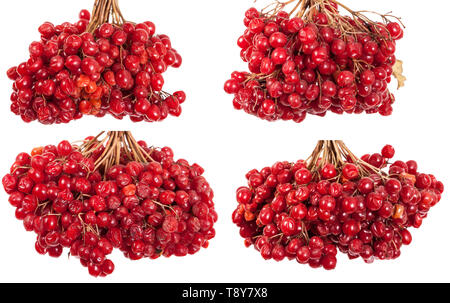 Bouquet de fruits rouges de viburnum. Isolé sur blanc. Set Banque D'Images