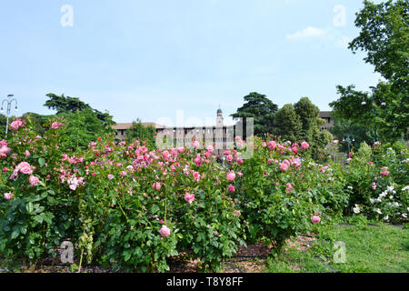 Vue panoramique sur le château des Sforza de Milan, Castello Sforzesco, et les buissons de roses de jardinage parc Simplon, Parco Sempione. Banque D'Images