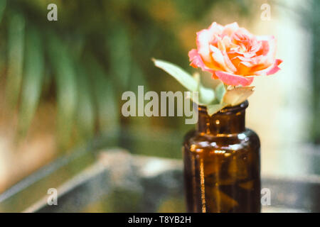 Rose jaune rose en bouteille ambre petit style vintage vert nature fond flou sur table en bois Banque D'Images