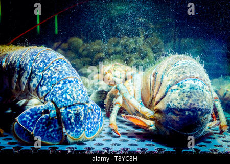 Vue de l'arrière sur pile de vivre deux écrevisses exotiques et coûteux placé dans l'aquarium, réservoir traditionnel au restaurant de fruits de mer à la vente. Banque D'Images