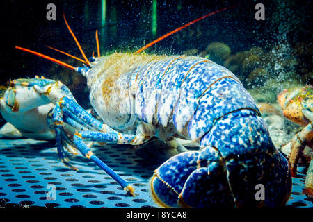 Vue de l'arrière sur pile de vivre deux écrevisses exotiques et coûteux placé dans l'aquarium, réservoir traditionnel au restaurant de fruits de mer à la vente. Banque D'Images