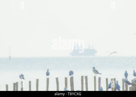 Mouette sur le poteau en bois avec fond mer ciel vaste mangrove belle nature Banque D'Images