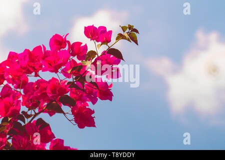 Bougainvillier fleur rose.beau printemps floral fond abstrait de la nature. Branches de l'abricotier en fleur macro avec soft focus sur lumière douce Banque D'Images