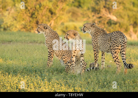 Cheetah dans le Nord de gibier de Tuli au Botswana Banque D'Images