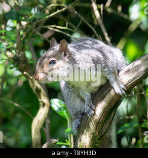 Un écureuil gris le soleil brille, se percher dans un Escalonia Bush à la recherche de nourriture dans un jardin en Alsager Cheshire England Royaume-Uni UK Banque D'Images