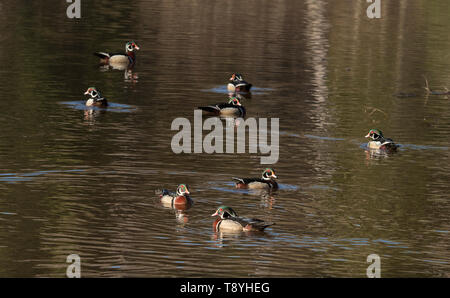 Canard branchu mâle canard Caroline ou (Aix sponsa) Étang de la forêt boréale, près du lac Supérieur, en Ontario, Canada Banque D'Images