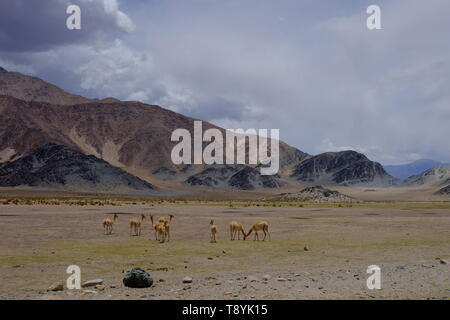 L'élevage de lama sur un plateau, dans les montagnes andines, dans le désert de la Puna argentine Banque D'Images