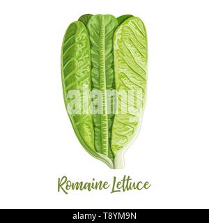 Frais vert laitue romaine LAITUE Lactuca sativa, cos, isolé sur le fond blanc avec l'ombre légère Illustration de Vecteur