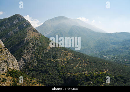 Des oliviers sur les collines du Monténégro près d'Old Town Bar, Monténégro, Europe Banque D'Images