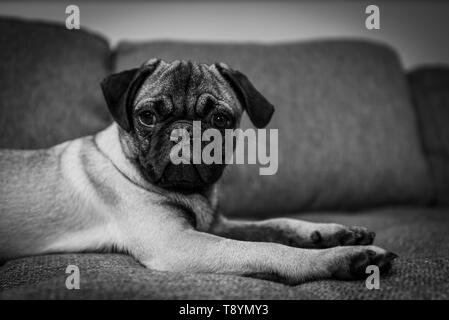 Joli Mignon Chiot Pug race de chien assis sur le canapé La Photographie noir et blanc Banque D'Images