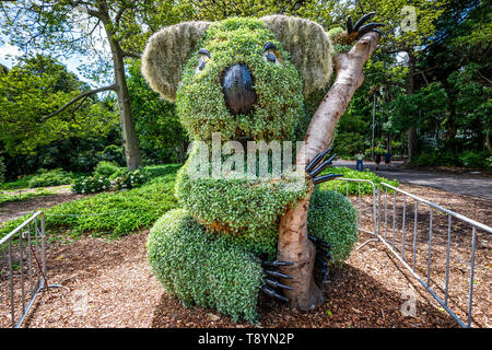 En forme de Koala dans Bush Royal Botanic garden de Sydney , Australie Banque D'Images