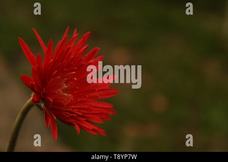 Une belle marguerite rouge fleur Banque D'Images