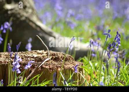 Bluebells, Hyacinthoides non-scripta {} blubells commun Banque D'Images