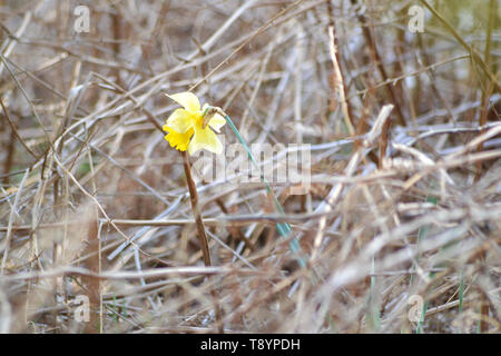 La JONQUILLE Narcissus pseudonarcissus sauvages {} Banque D'Images