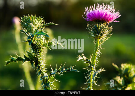 Les jeunes fleurs de Chardon Banque D'Images