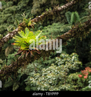 Bromelia plantes poussent sur les branches d'arbres en forêt tropicale au Costa Rica Banque D'Images