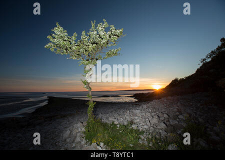 Un seul arbre à fleurs, l'aubépine, Crataegus monogyna, au coucher du soleil allumé par flash développe à Jenny Brown's Point, près du village de Silverdale sur la GDE Banque D'Images