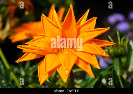 Fleur de Gazania rigens avec gouttes d'eau sur les pétales. Close-up. Banque D'Images