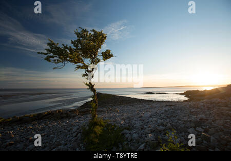 Un seul arbre à fleurs, l'aubépine, Crataegus monogyna, au coucher du soleil accroît à Jenny Brown's Point, près du village de Silverdale sur le bord de l'estu Banque D'Images