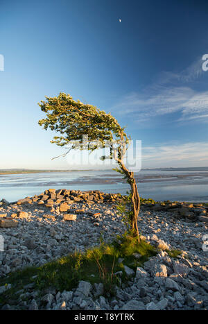 Un seul arbre à fleurs, l'aubépine, Crataegus monogyna, au coucher du soleil accroît à Jenny Brown's Point, près du village de Silverdale sur le bord de l'estu Banque D'Images