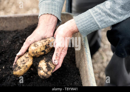 Les pommes de terre fraîchement creusé à un jardin communautaire à Bristol UK Banque D'Images