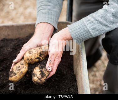 Les pommes de terre fraîchement creusé à un jardin communautaire à Bristol UK Banque D'Images