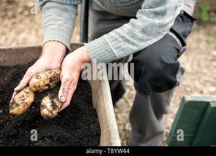 Les pommes de terre fraîchement creusé à un jardin communautaire à Bristol UK Banque D'Images