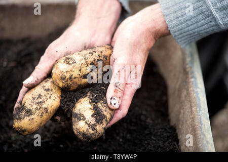 Les pommes de terre fraîchement creusé à un jardin communautaire à Bristol UK Banque D'Images