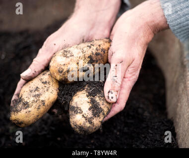 Les pommes de terre fraîchement creusé à un jardin communautaire à Bristol UK Banque D'Images