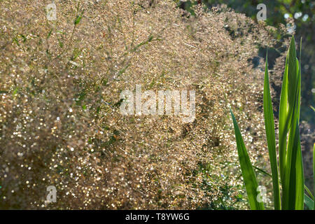 Les jeunes feuilles et des bourgeons de glaïeul dans le contrôle de la lumière du soleil dans le contexte d'une luxuriante floraison fleurs de neige blanche Banque D'Images