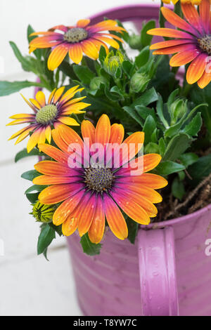 Osteospermum 'Purple sun'. 'Purple Daisy africains sun' fleurs dans un arrosoir rose Banque D'Images