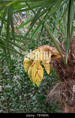 Trachycarpus fortunei. Chusan palmier début à fleurir au printemps. UK Banque D'Images