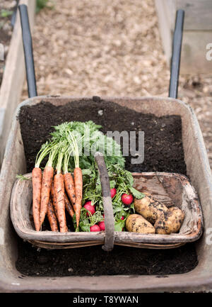Fraîchement cueilli des radis, des carottes et des pommes de terre à un jardin communautaire à Bristol UK Banque D'Images