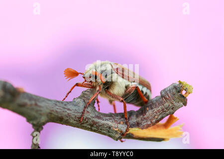 Portrait d'un grand insecte peut ramper sur une branche de cerisier dans un jardin de printemps chaud Banque D'Images