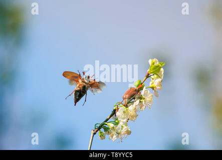 Portrait de gros insectes ; peut-rampants et volants du dendroctone de l'ampleur d'une belle branche de cerisier en fleurs dans un jardin et contre le blu Banque D'Images