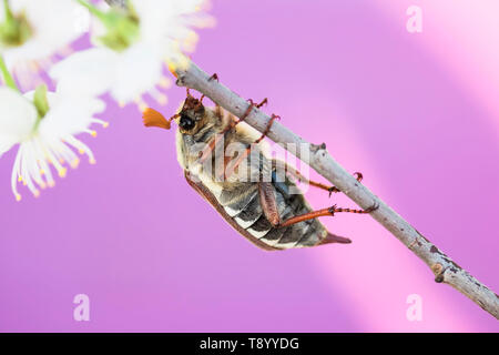 Portrait d'un grand insecte coléoptère peut ramper sur une branche de cerisier avec des fleurs blanches dans un jardin de printemps chaud Banque D'Images