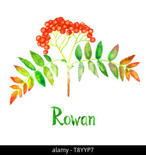 Sorbier des oiseleurs (arbre, Quicken)branche avec feuilles vertes et fruits rouges, peinte à l'aquarelle illustration avec l'inscription isolated on white Banque D'Images