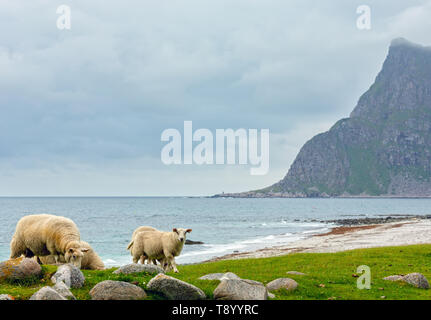 Troupeau de moutons près d'Haukland beach. Summer Fair view. La Norvège, les îles Lofoten. Banque D'Images