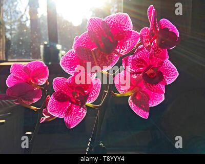 Une belle orchidée rose foncé par rétro-éclairé par une lumière provenant de la fenêtre de cuisine.