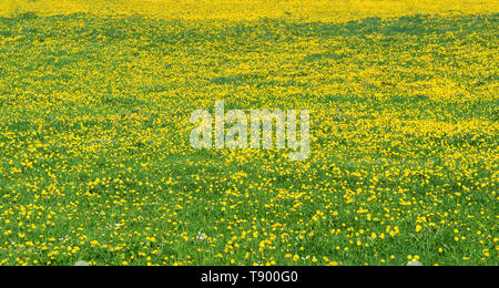 La floraison luxuriante, jaune et vert flower meadow Banque D'Images