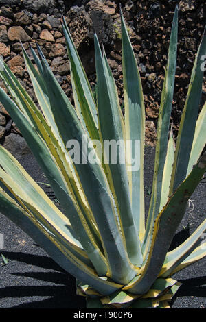 Agave americana plante sur une journée ensoleillée Banque D'Images