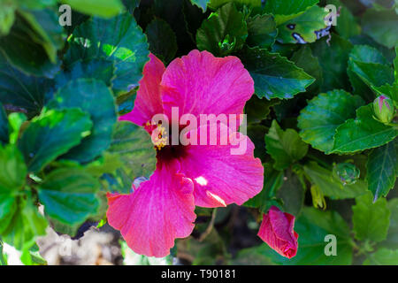 Hibiscus rose. Blooming bush vert avec fleurs d'hibiscus. Banque D'Images