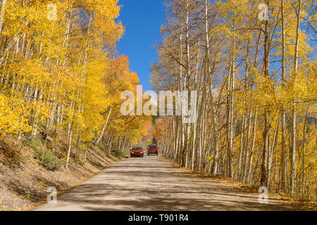 Route de montagne d'automne - automne vue de Borée passer au travers d'une dense aspen grove, avec ciel bleu et les montagnes enneigées en arrière-plan. CO, USA. Banque D'Images