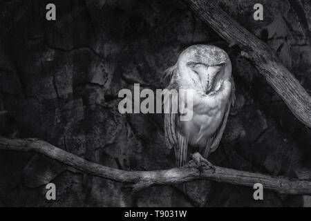 Image en noir et blanc d'une Effraie des clochers (Tyto alba) assis sur un perchoir Banque D'Images