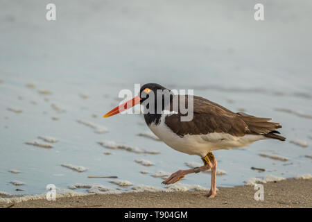 Huîtrier d'Amérique (Haematopus palliatus) avec les bandes, numéro 38, les promenades le long de la plage à l'aube à Cape May, NJ Banque D'Images