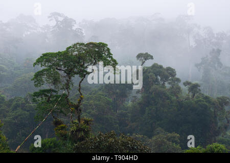 La forêt tropicale atlantique du Brésil près de SE Tapiraí, São Paulo Banque D'Images