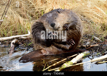 Un castor adulte, 'Castor canadensis', se grattant sous son menton avec une expression d'humeurs sur son visage à son étang à la promenade du castor à Hinton AB. Banque D'Images