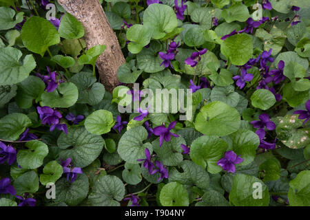 Tapis de Violettes sauvages dans le jardin Banque D'Images