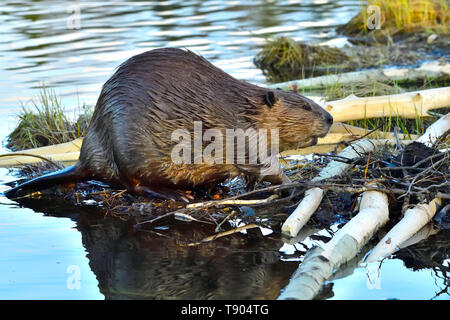 La vue latérale d'un sauvage Castor Castor canadensis 'adultes' à monter sur une pile d'alimentation chez Maxwell lake à Hinton, Alberta, Canada. Banque D'Images