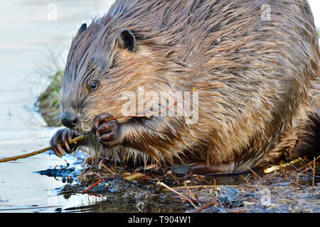 Un close up image d'un Castor Castor canadensis 'adultes' aspen manger les branches d'arbres à l'ens de Maxwell lake à Hinton, Alberta, Canada. Banque D'Images